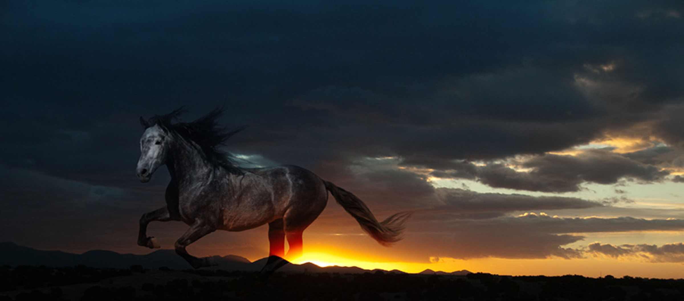 Darkhorse Design Branding Photo